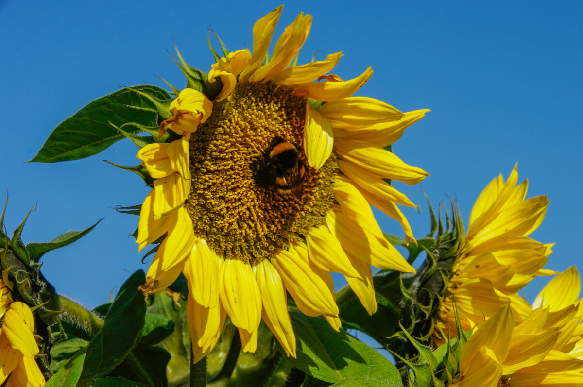 Sunflowers
